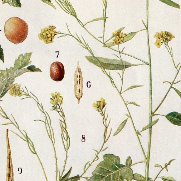 Botanical Print In Good Condition For Sale In New Orleans, LA