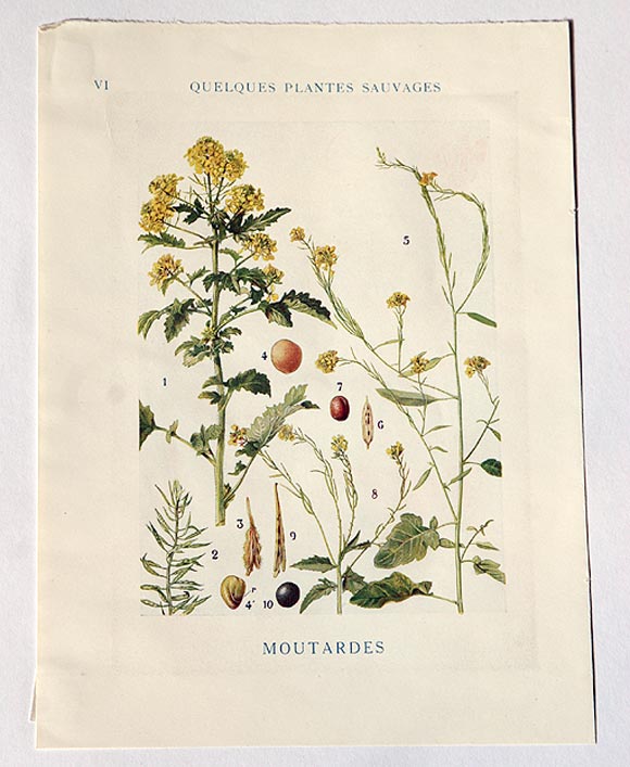 French botanical print.  Other prints available.
