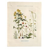 Botanical Print