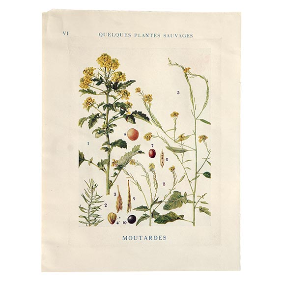 Botanical Print For Sale