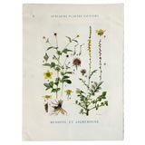 Botanical Print
