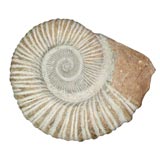 Large Fossil