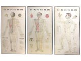 Vintage Three Framed Prints of  Acupuncture Meridians