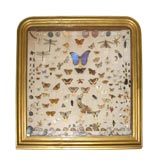 Gilt Framed Mounted Rare Butterflies and Insects
