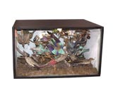 Victorian Exotic Bird Collection Antique Victorian Exotic Bird Collection