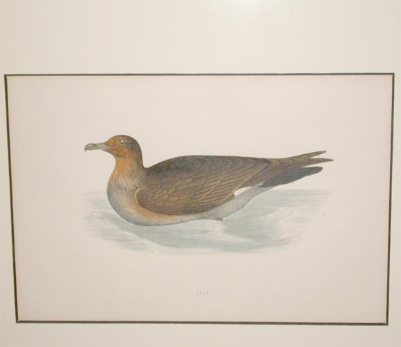 A Series of 4 Bird Lithographs