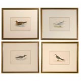 Antique A Series of 4 Bird Lithographs