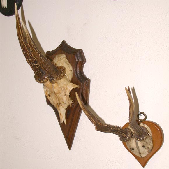 small mounted antlers