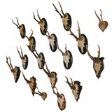 Assorted Small Antlers Mounted on Wood Plaques / Sold Individually 10