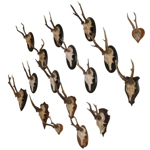 Assorted Small Black Forest Roe Buck Mounts For Sale