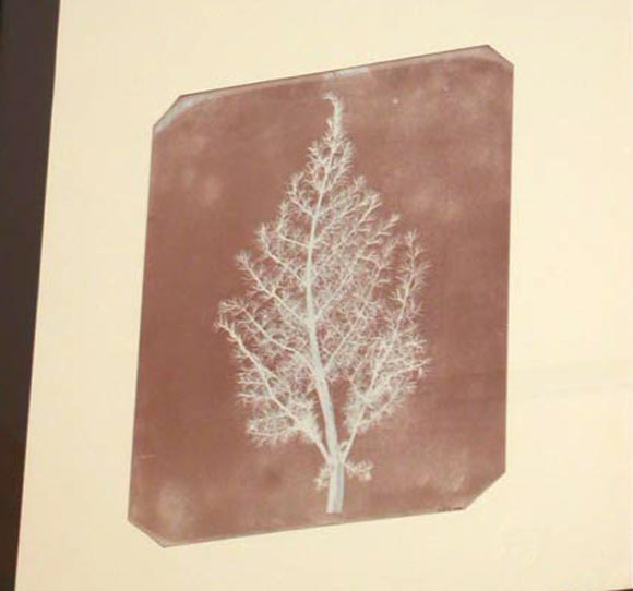 Fox Talbot Portfolio of Sun Prints