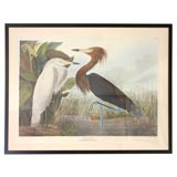Vintage "Blue Heron" 2nd Edition Audubon Print by Havel