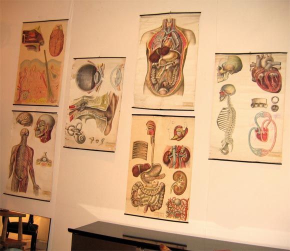 Six prints of anatomical subjects on canvas. Details and interior studies of different parts of the human body. These have been framed and matted. Pictures upon request.