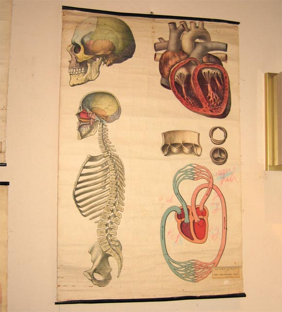 French Six Nineteenth Century Anatomical Prints on Canvas For Sale