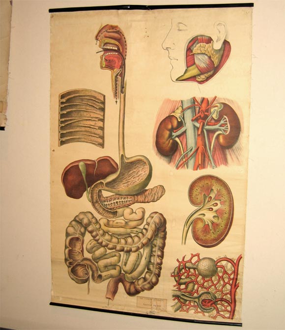 Six Nineteenth Century Anatomical Prints on Canvas In Good Condition For Sale In Charleston, SC