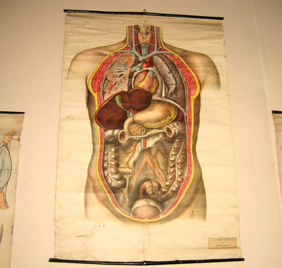 19th Century Six Nineteenth Century Anatomical Prints on Canvas For Sale