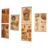 Six Nineteenth Century Anatomical Prints on Canvas