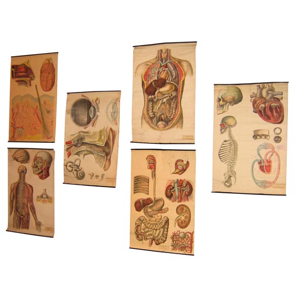 Six Nineteenth Century Anatomical Prints on Canvas For Sale