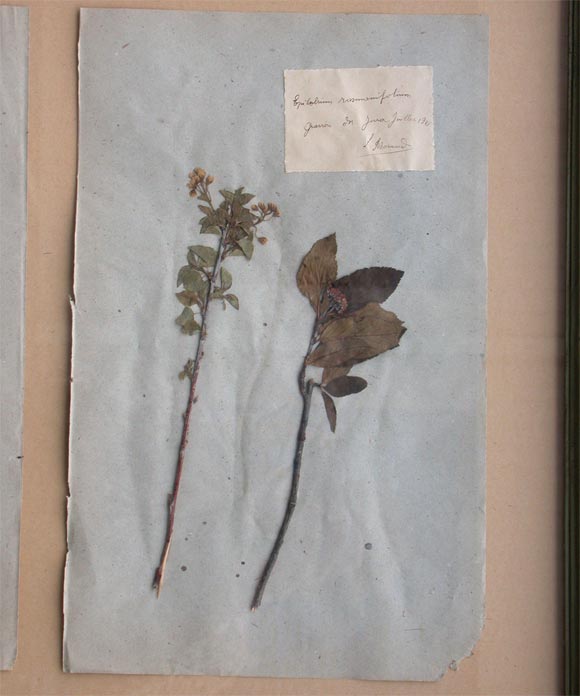 FRAMED DRIED BOTANICAL SPECIMENS