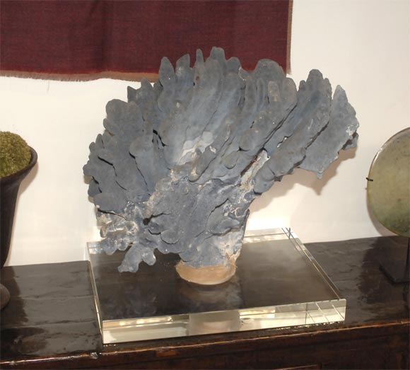Blue Coral