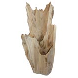 Cypress Wood Trunk