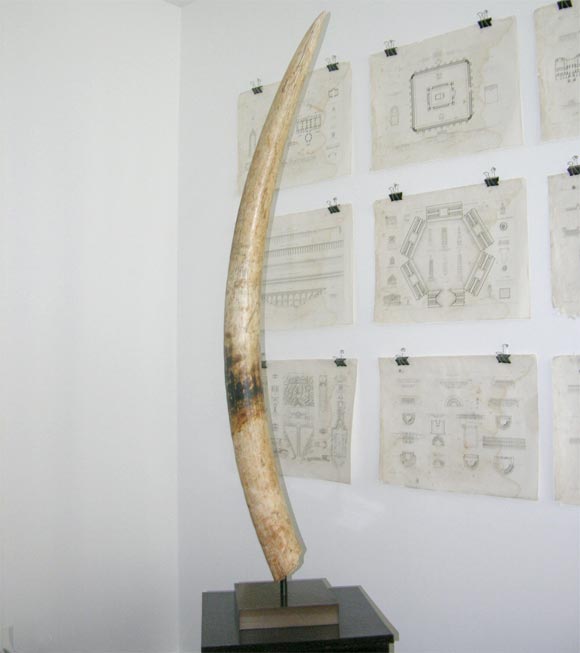 elephant tusk trophy