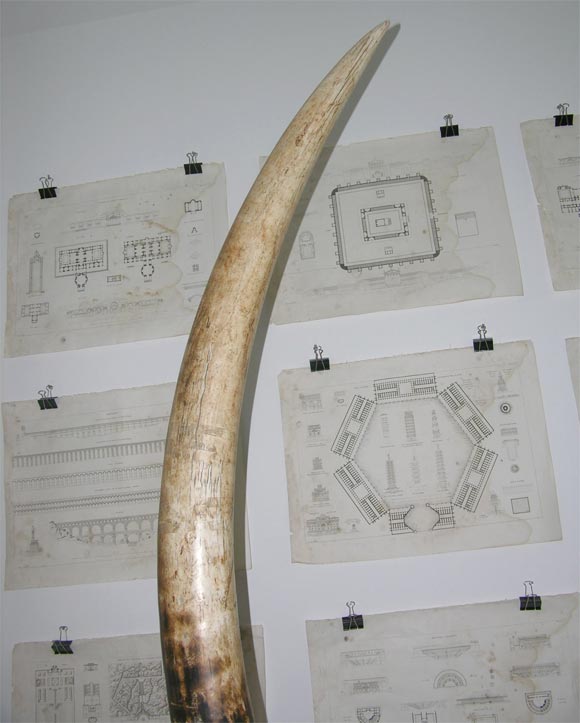 Mid-20th Century Trophy Size Elephant Tusk
