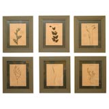 Vintage Sixteen Framed  French Botanicals or  Herbiers