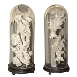 Pair of Coral Specimen Cylinders