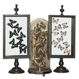 Antique Beautiful Collection or Butterflies