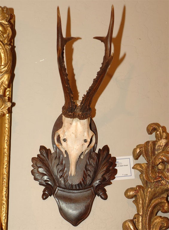 Wood Pair of Mounted Antlers For Sale