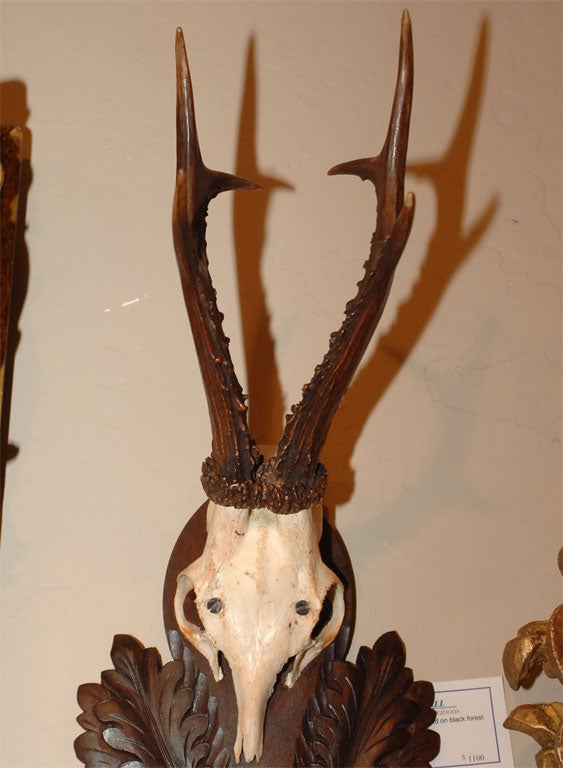 Pair of Mounted Antlers For Sale 1