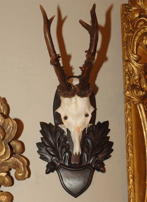 Pair of Mounted Antlers For Sale 2
