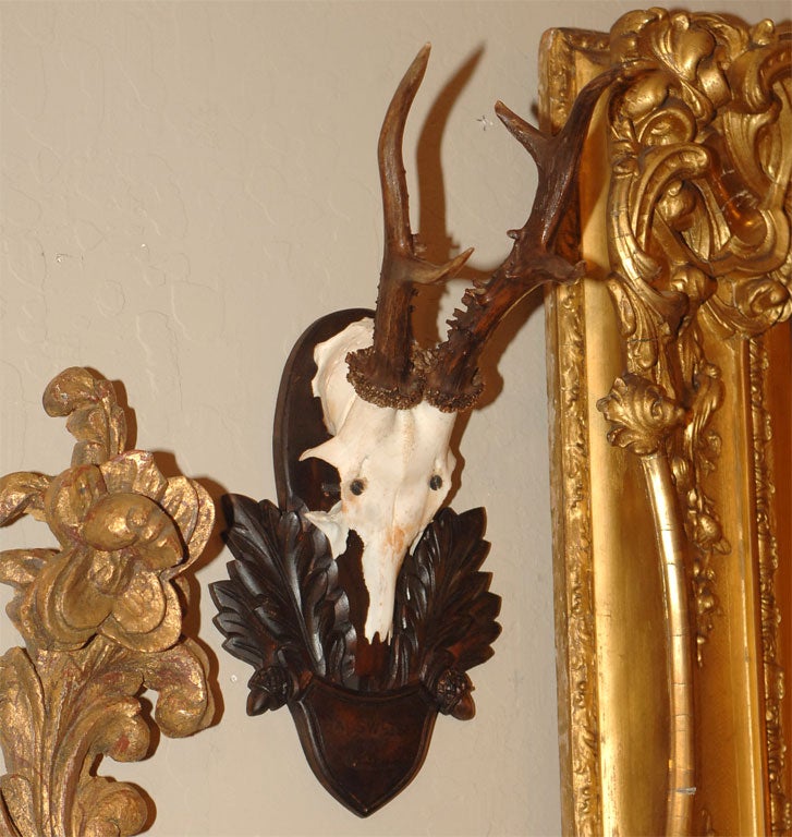 Pair of Mounted Antlers For Sale 3