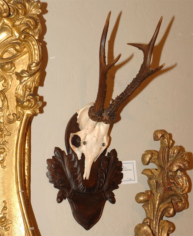 Pair of Mounted Antlers For Sale 4