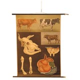 Vintage Educational plate on original dowel: Bulls and cows