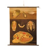 Educational plate: clams