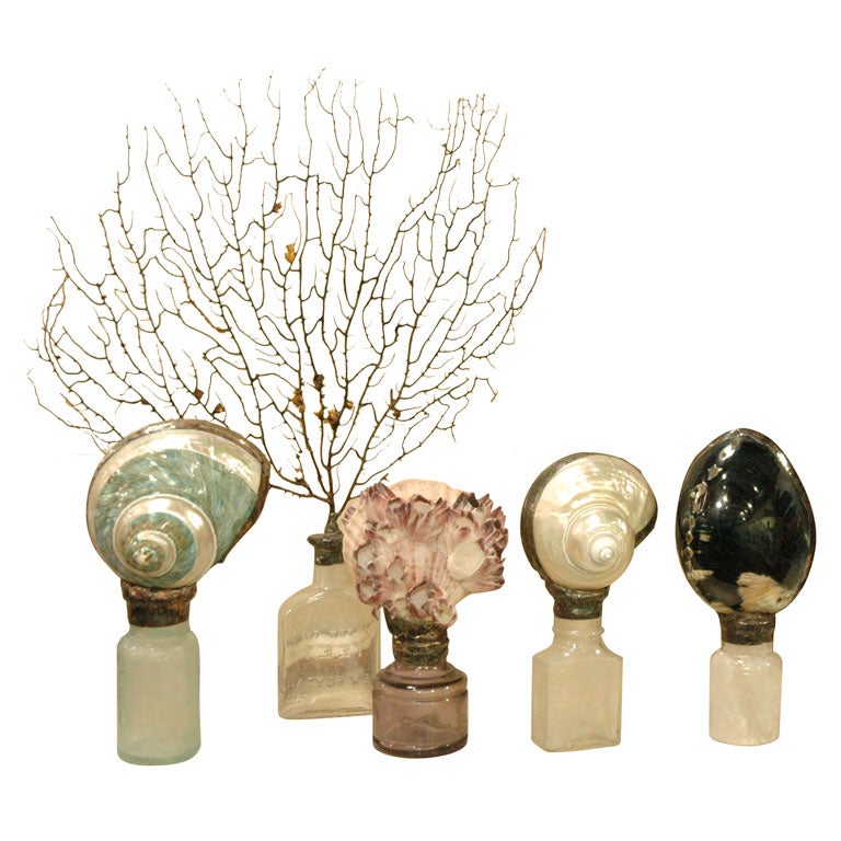 Old Bottles with Shell Tops
