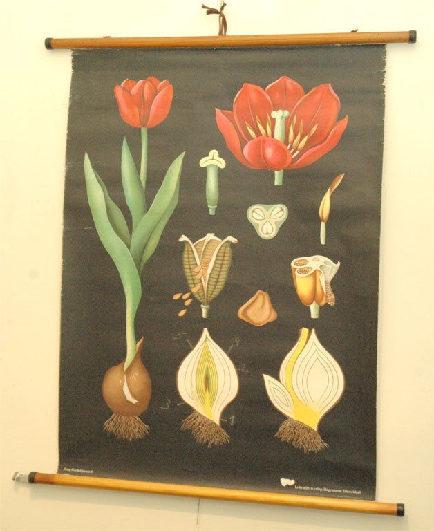 Educational Plate Tulip