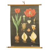 Educational Plate Tulip