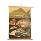 Educational Plate Fish