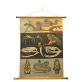 Educational Plate Snake