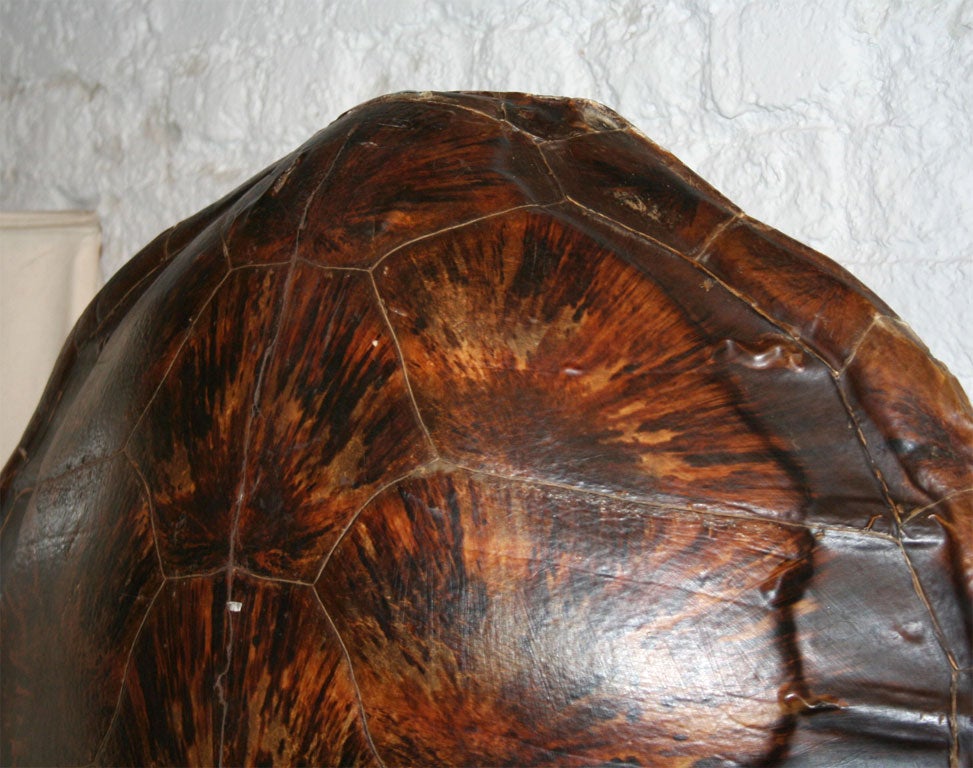 Turtle Lamp 1