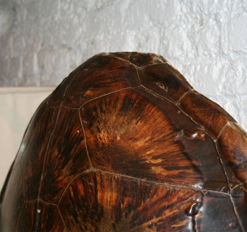 Turtle Lamp 2