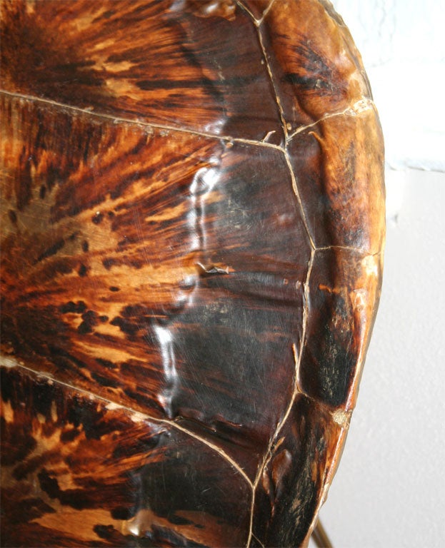 Turtle Lamp 3