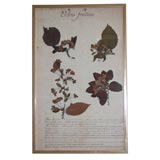 FRENCH BOTANICAL SPECIMENS