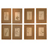 Set of Fifteen Pressed Botanicals
