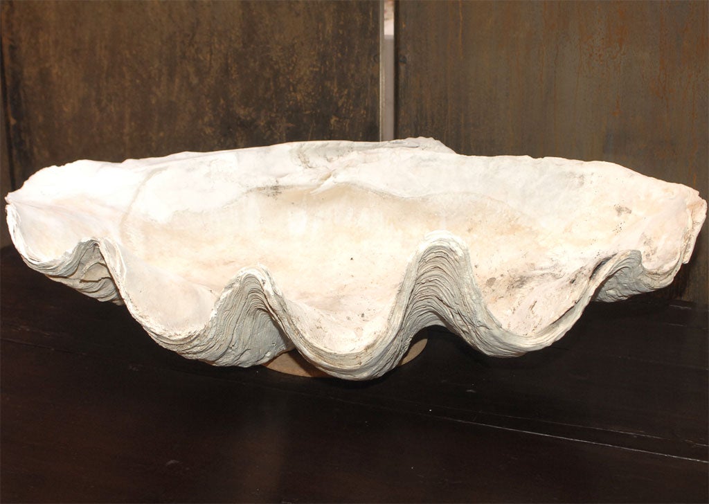 Gigantic Clam Shell