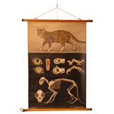 Vintage Cat Educational Plate