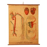 Heart and Pulmonary Valves Educational Plate